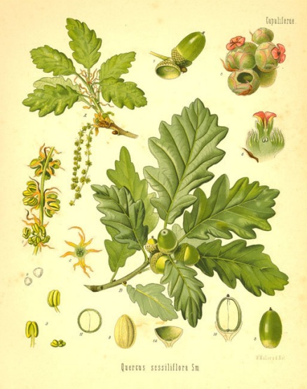 Quercus robur